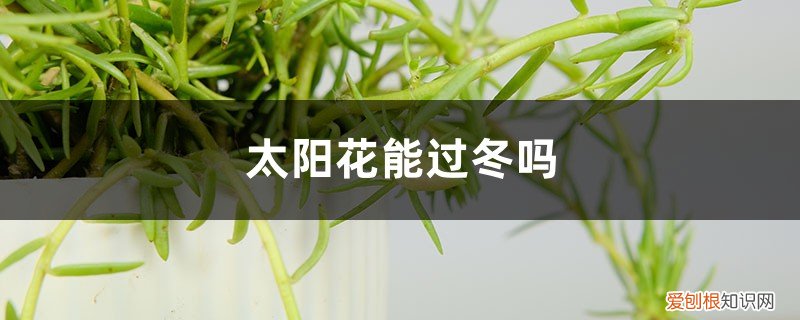 太阳花能过冬吗? 太阳花能过冬吗，太阳花能活多久