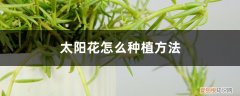 太阳花适合什么时候种植? 太阳花怎么种植方法，种植季节