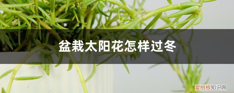 盆栽太阳花怎样过冬,秋季几天浇次水好 盆栽太阳花怎样过冬，秋季几天浇次水