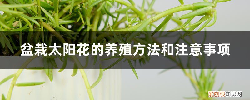 太阳花的花盆要求 盆栽太阳花的养殖方法和注意事项,用多大的花盆