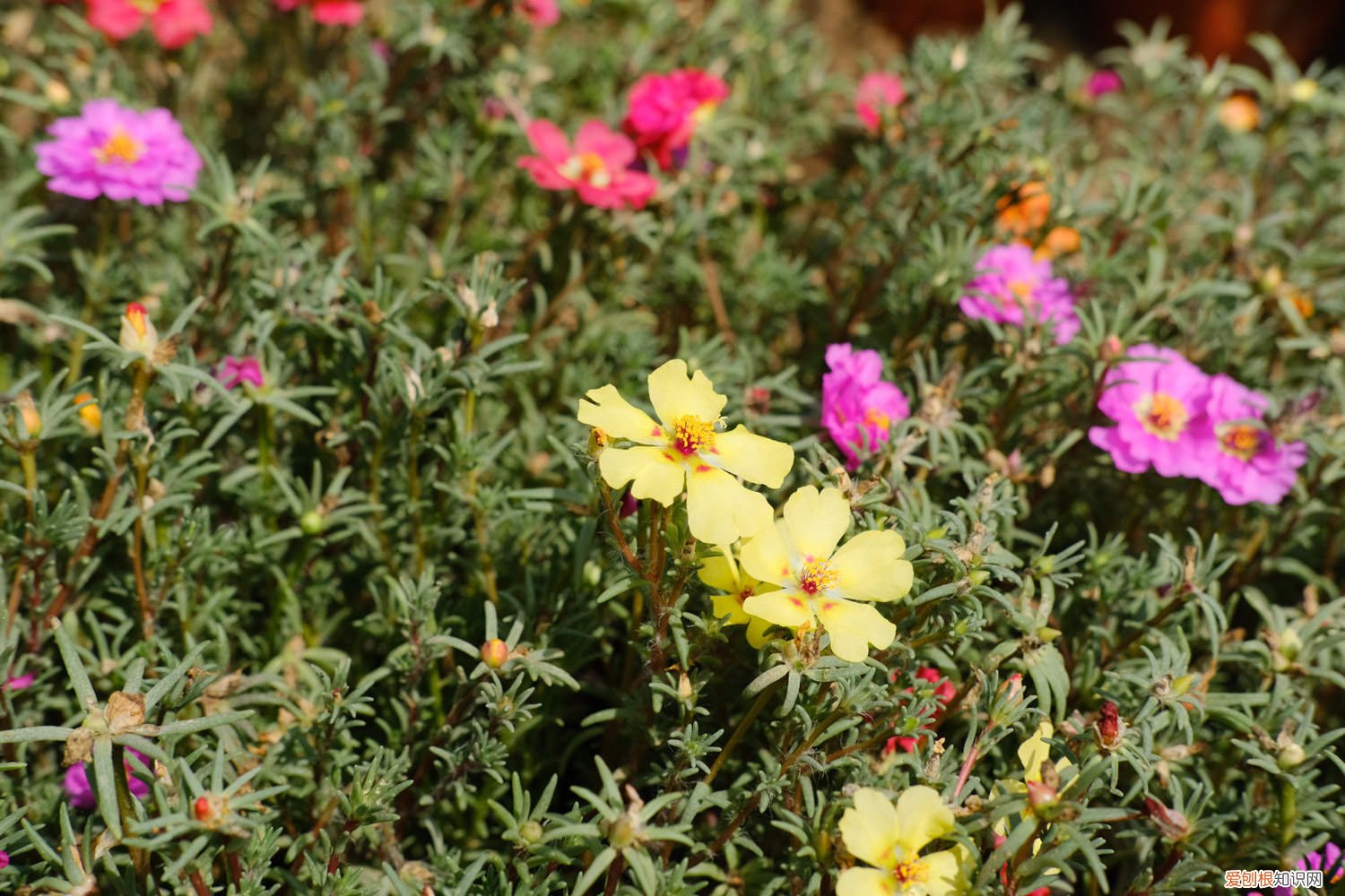 太阳花的花盆要求 盆栽太阳花的养殖方法和注意事项,用多大的花盆