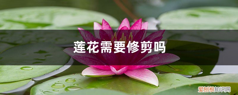 怎样裁剪莲花 莲花需要修剪吗，莲花如何修剪