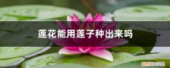 莲花种子种植方法和注意事项 莲花能用莲子种出来吗，如何用莲子种莲花