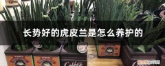 虎皮兰怎么养为好? 长势好的虎皮兰是怎么养护的，虎皮兰好养吗