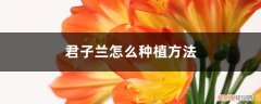 君子兰植物怎么养殖 君子兰怎么种植方法，可以水培养殖吗