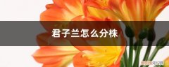 君子兰可以放卧室? 君子兰怎么分株，可以放卧室吗