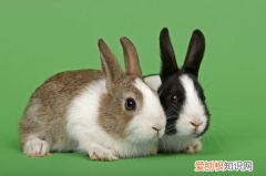 荷兰兔可以群养吗，纯种荷兰兔