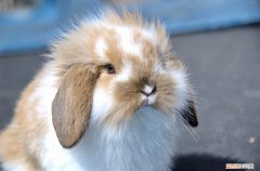 垂耳兔为什么竖耳朵，垂耳兔为什么一只耳朵是竖着的