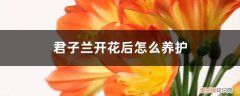 君子兰能用淘米水浇花吗 君子兰开花后怎么养护，可以浇淘米水吗