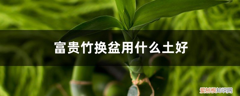 富贵竹什么时候换盆最好 富贵竹换盆用什么土好，换盆要注意季节吗