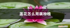 盆栽莲藕怎么种植 莲花怎么用藕种植，种植后怎么养护