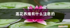 莲花可以养在室内吗 莲花养殖有什么注意的，能放在室内阳台吗