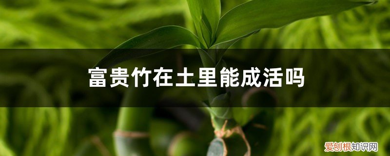 栽在土里的富贵竹怎么养 富贵竹在土里能成活吗，富贵竹用土养怎么养