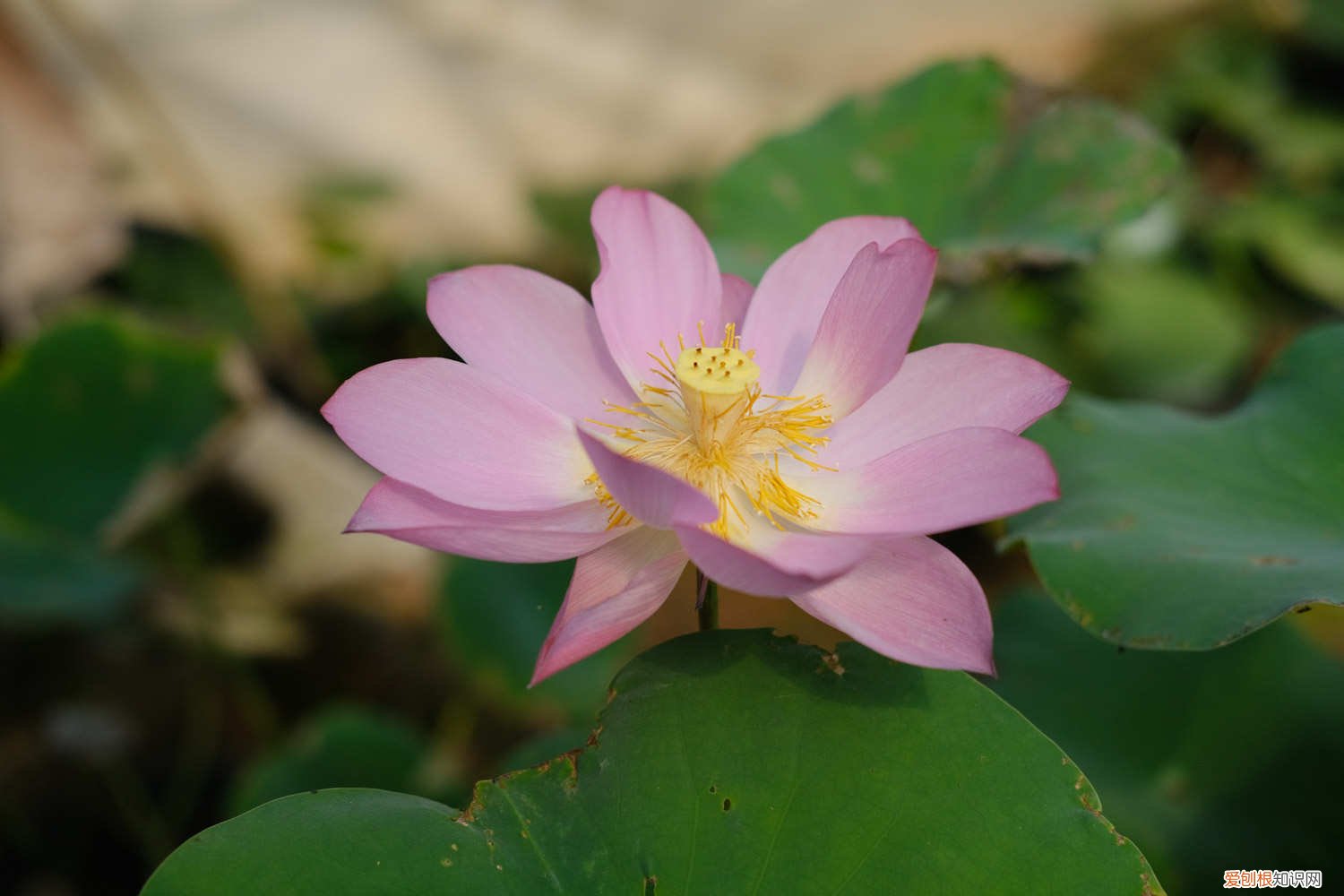 碗莲的肥料能用花肥吗? 莲花的施肥方法，莲花不施肥行吗