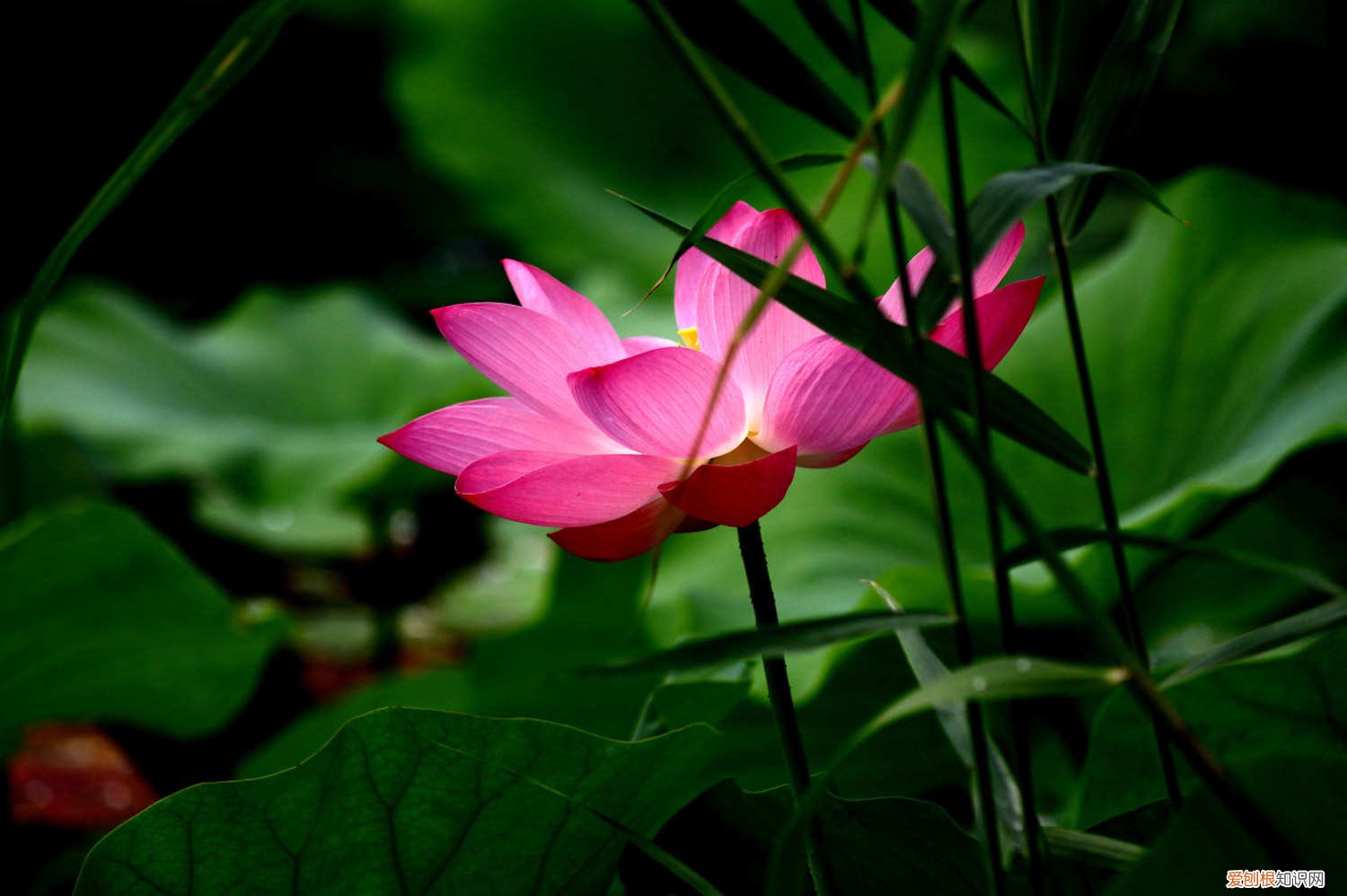 碗莲的肥料能用花肥吗? 莲花的施肥方法，莲花不施肥行吗