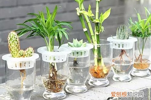 图 水培植物水要泡到什么部位 水培植物多久换一次水