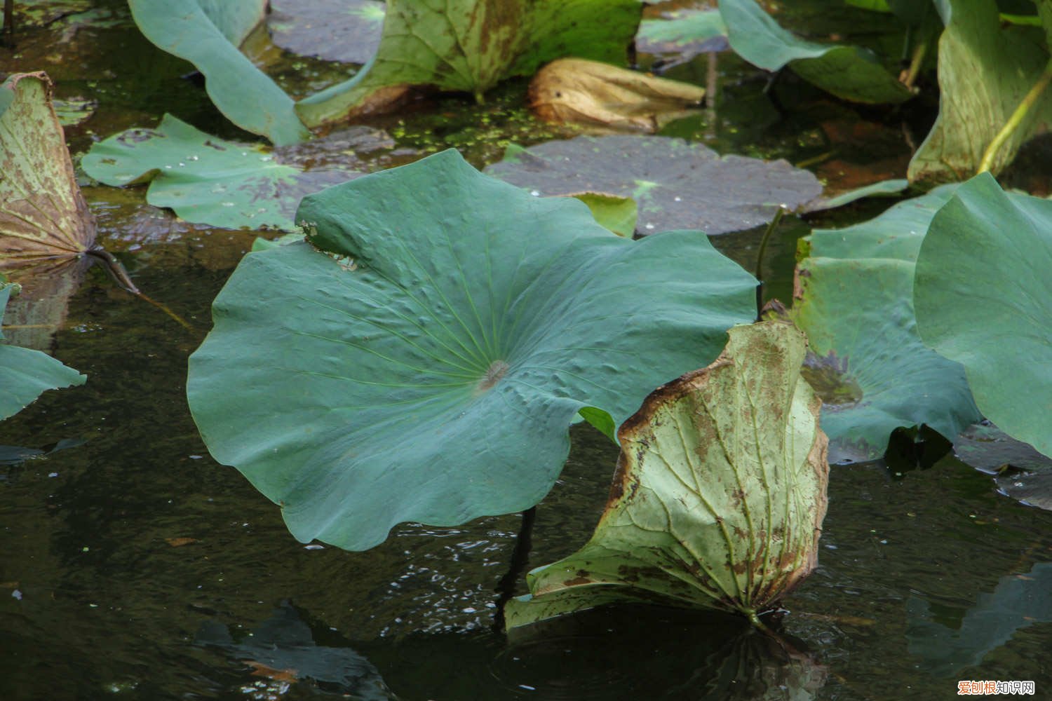 怎样养莲花 莲花好养吗，家中如何养护