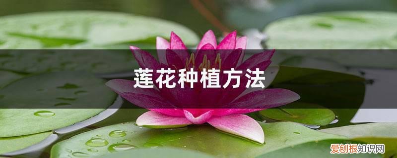 莲藕可以用莲子栽种吗 莲花种植方法，莲花可以用藕种植繁殖吗