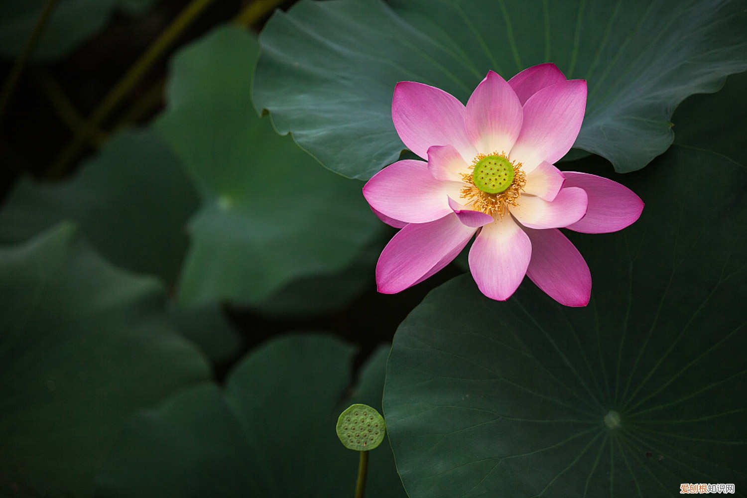 莲藕可以用莲子栽种吗 莲花种植方法，莲花可以用藕种植繁殖吗