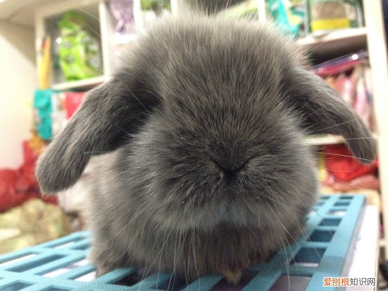 垂耳兔为什么不能养,垂耳兔为什么不能养了
