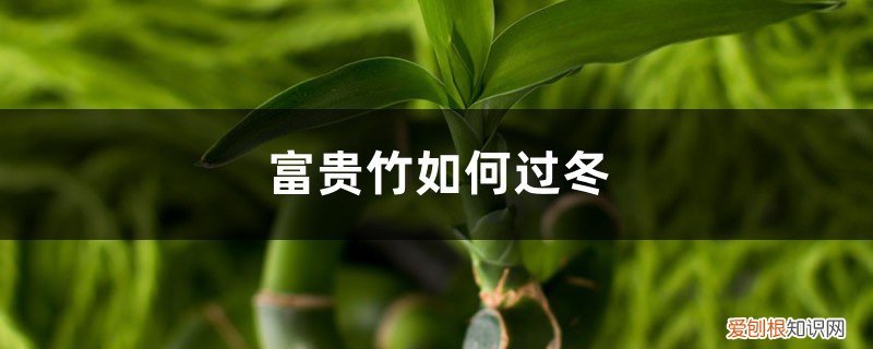 富贵竹冬天怎么养才能安全过冬? 富贵竹如何过冬，富贵竹过冬最低温度