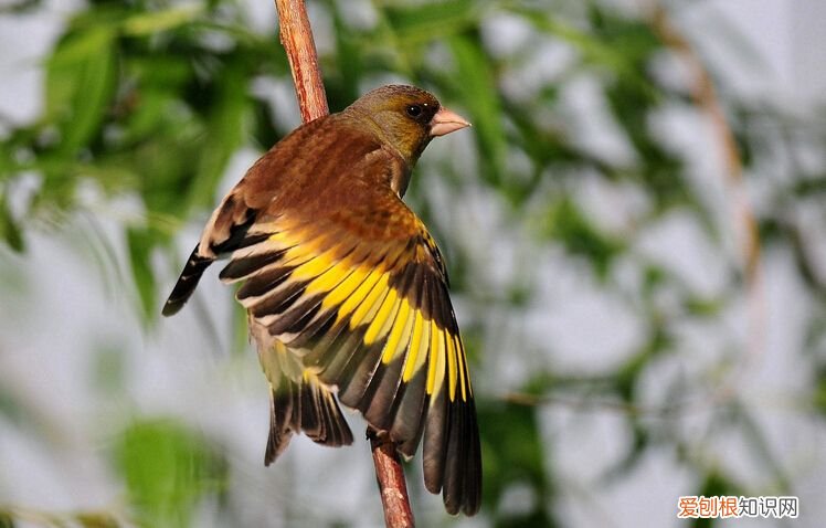金翅雀的繁殖,金翅雀繁殖视频