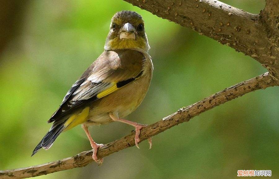 金翅雀是不是候鸟，金翅是候鸟吗