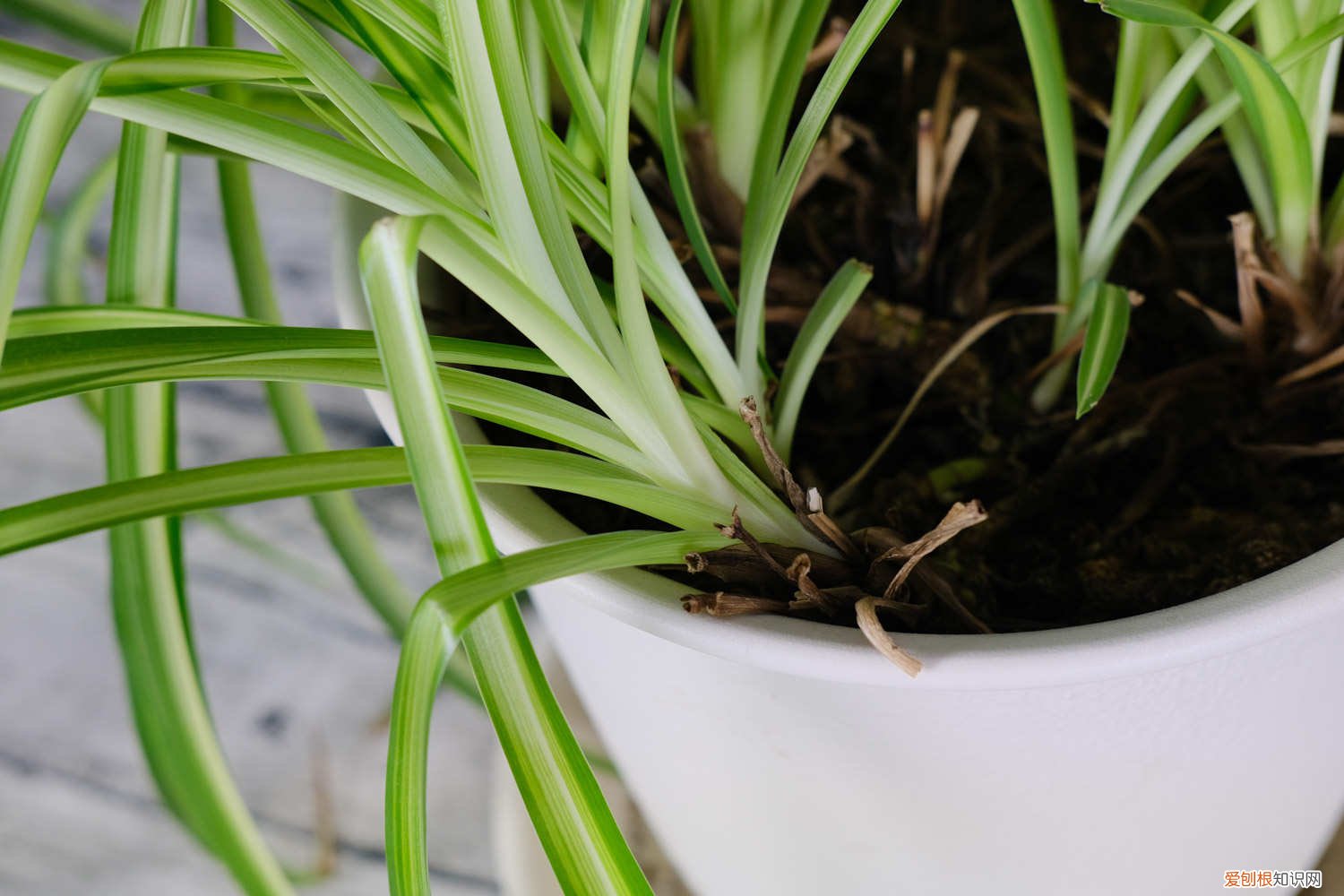 吊兰叶边发黑是什么原因 吊兰叶子发黑怎么回事，吊兰叶子发软要怎么补救