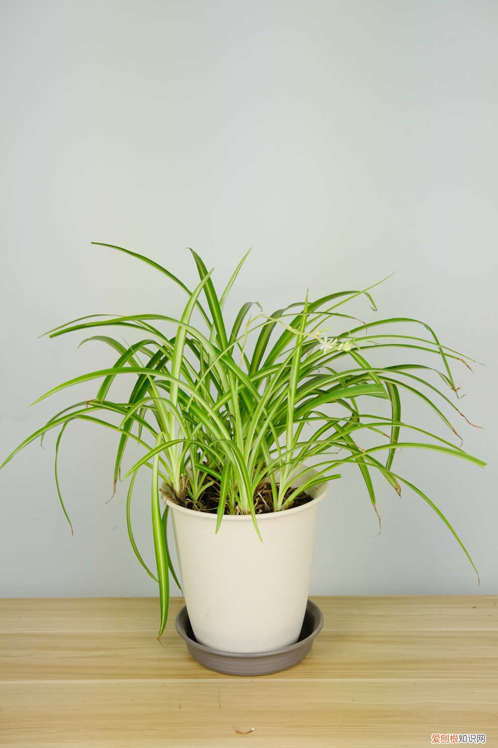 吊兰叶边发黑是什么原因 吊兰叶子发黑怎么回事，吊兰叶子发软要怎么补救