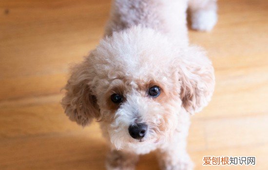 100多种名犬 72种名犬有哪些