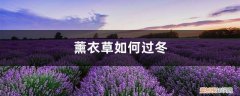 薰衣草怎样过冬 薰衣草如何过冬，薰衣草冬天怎么养