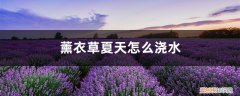 薰衣草播种后怎么浇水 薰衣草夏天怎么浇水，薰衣草容易养活吗