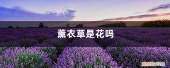 薰衣草花长啥样 薰衣草是花吗，薰衣草花什么样子