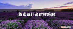 薰衣草播种时间和方法 薰衣草什么时候施肥，薰衣草怎么施肥