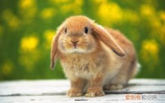 垂耳兔一般能长多少斤，垂耳兔长大多少斤