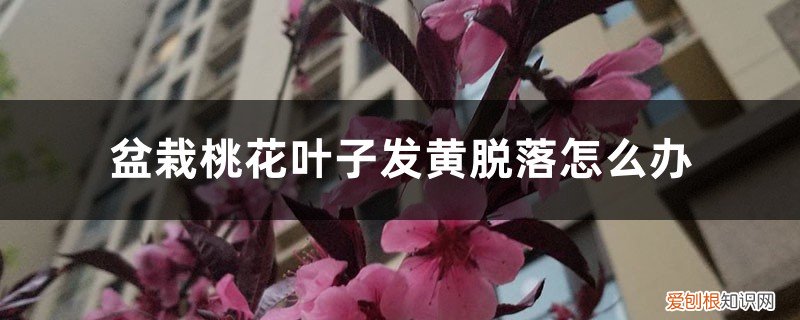 花发黄掉叶子怎么回事 盆栽桃花叶子发黄脱落怎么办，桃花叶子发黄是怎么回事