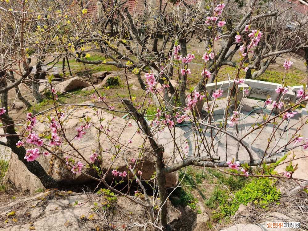 花发黄掉叶子怎么回事 盆栽桃花叶子发黄脱落怎么办，桃花叶子发黄是怎么回事