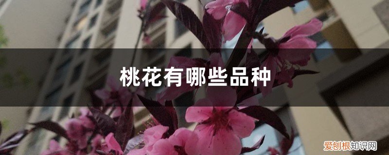 桃花有多少种品种 桃花有哪些品种，观赏桃花品种