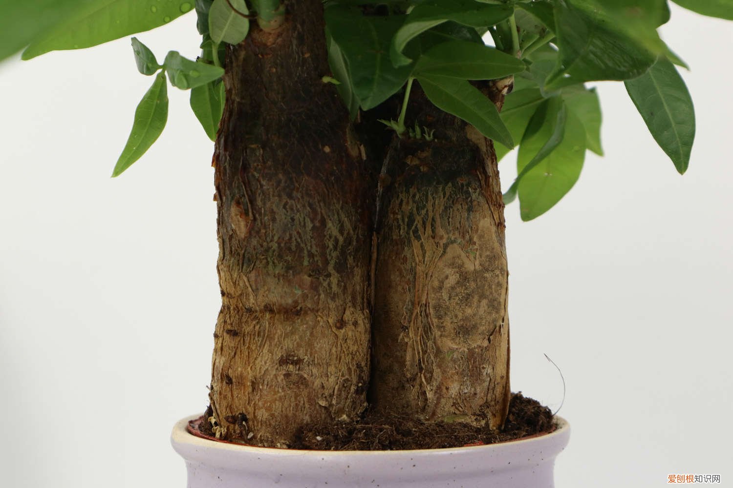 发财树小苗怎么养护 发财树小苗怎样造型更好看，有粘液是怎么回事