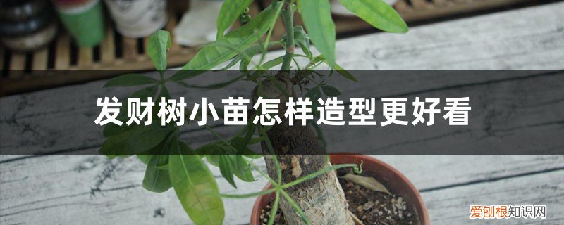 发财树小苗怎么养护 发财树小苗怎样造型更好看，有粘液是怎么回事