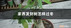 发财树冬天怎么养护浇水 家养发财树怎样过冬，能用硫酸亚铁水浇吗