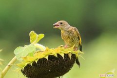 金翅雀幼鸟如何喂养，金翅雀幼鸟吃啥