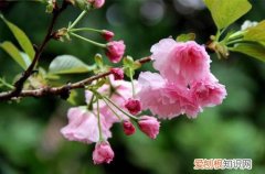 图 樱花花期是什么时候 樱花花期怎么养护