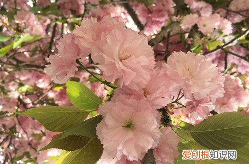 图 樱花花期是什么时候 樱花花期怎么养护