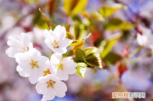 图 樱花花期是什么时候 樱花花期怎么养护