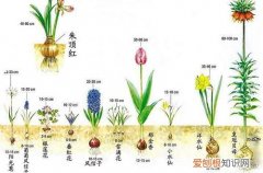 图 球根植物难养吗 球根植物怎么养