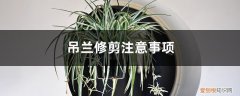 吊兰什么时候修剪叶子最好 吊兰修剪注意事项，修剪在什么季节合适