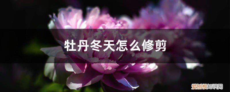 牡丹花叶子冬天会干枯吗? 牡丹冬天怎么修剪，冬天会冻死吗