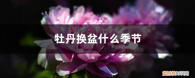 牡丹花每年何时翻盆换土 牡丹换盆什么季节，换盆用什么土