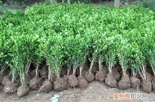 图 小叶黄杨怎么养 小叶黄杨的养殖方法和注意事项